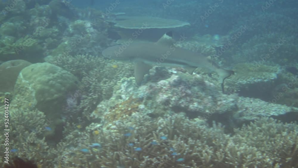 Blacktip reef shark swimming along healthy reef with tropical fishes Blacktip reef shark swimming along healthy reef with tropical fishes
