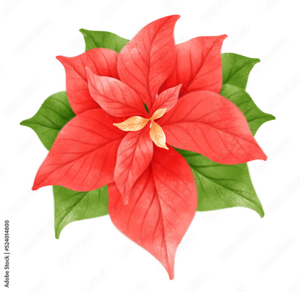 Poinsettia plants illustrations watercolor styles Poinsettia plants illustrations watercolor styles