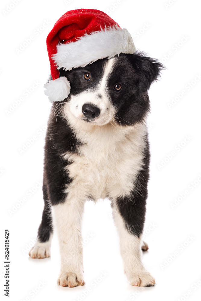 Elo puppy with santa hat isolated on white background