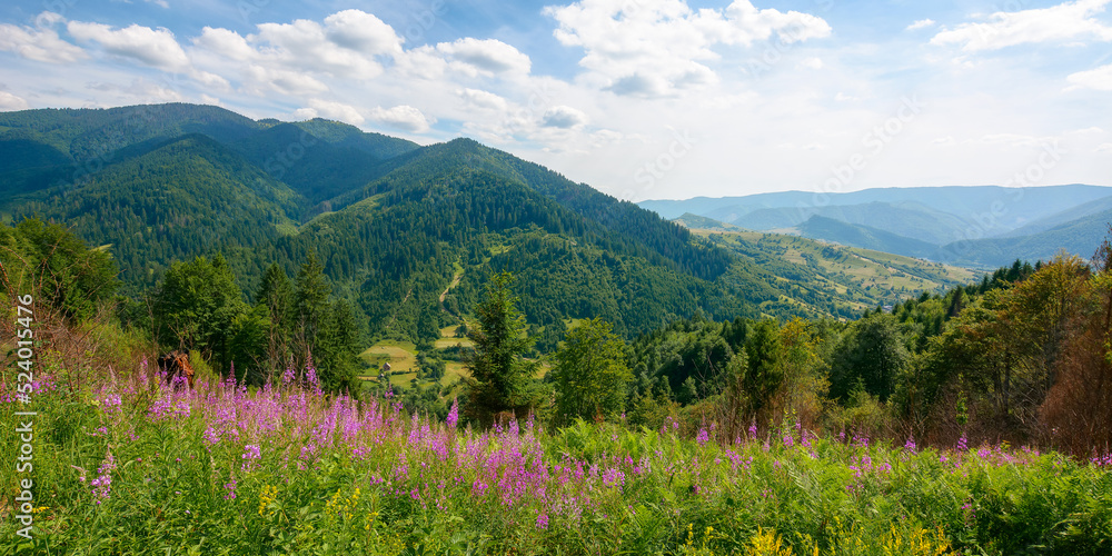 Fototapeta premium purple flowers blooming on the hill. vacation in mountainous carpathian countryside on a sunny summer day. landscape with grassy meadows and forests on hills rolling down in to the rural valley