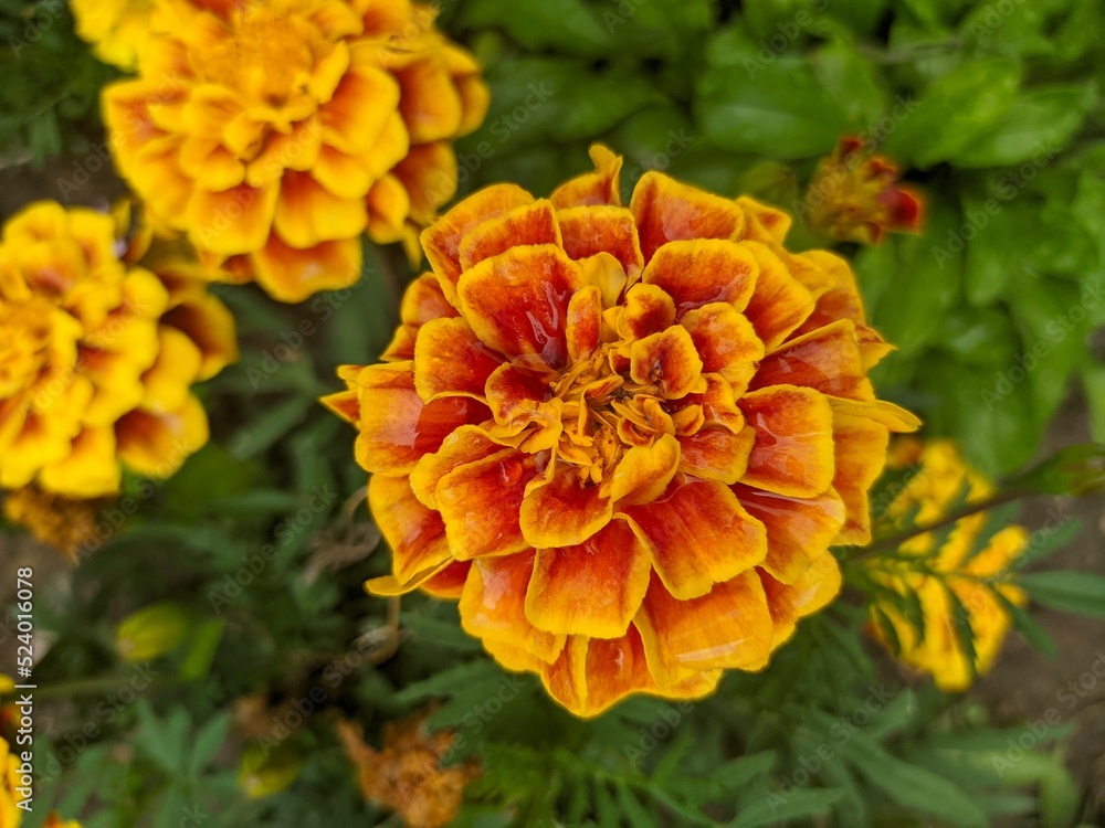 Marigold flower close-up, flower beautiful photo Marigold flower close-up, flower beautiful photo
