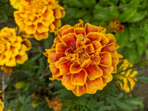 Fototapeta Naklejka Na Ścianę i Meble -  Marigold flower close-up, flower beautiful photo 