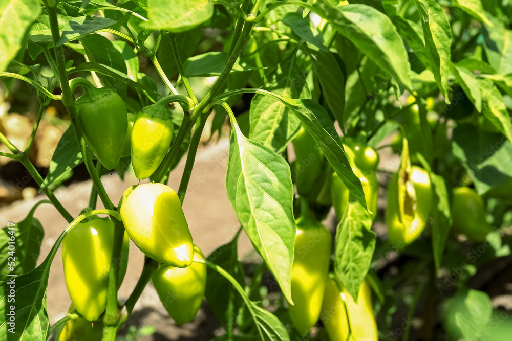 Obraz premium Bush with green bell pepper in garden on sunny day