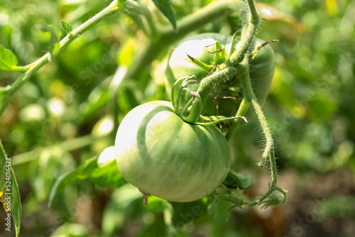 Bush with green tomatoes in...