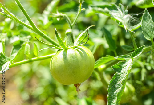 Bush with green tomato in g...