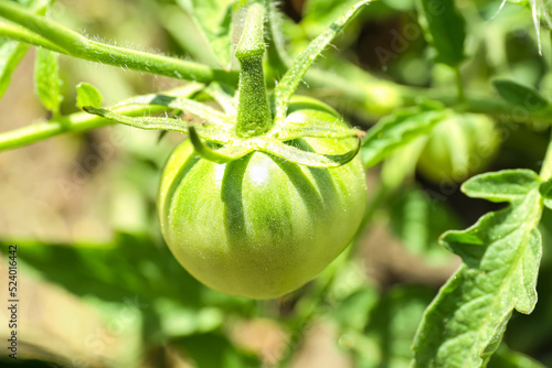 Bush with green tomato in g...