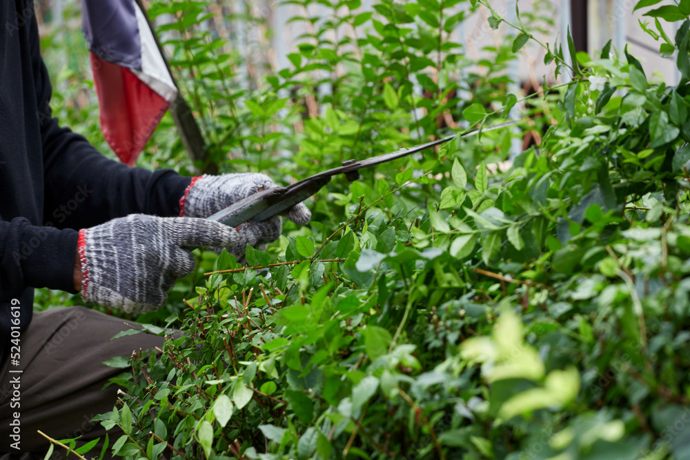 Obraz premium Cropped view of a man trimming the bush fence