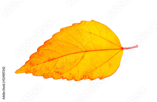 Photography autumn leaf isolated on transparent png background
