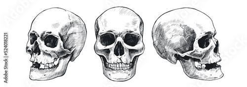 Set of hand drawn human skulls. Vector graphic illustration.