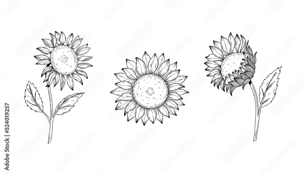 Sunflower flower vector drawing set. Hand drawn isolated illustration of sunflower in vintage sketch. Great for oil packaging design, label, banner, poster. Sunflower flower vector drawing set. Hand drawn isolated illustration of sunflower in vintage sketch. Great for oil packaging design, label, banner, poster.