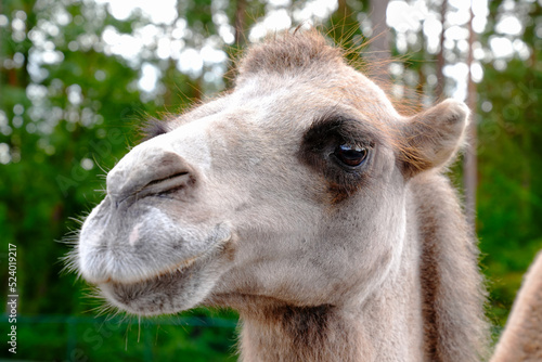camel portrait. Arabian Camel Face Close-up.