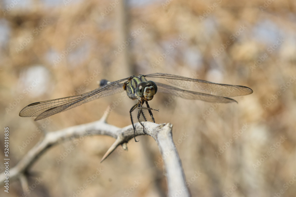 dragonfly on a branch dragonfly on a branch