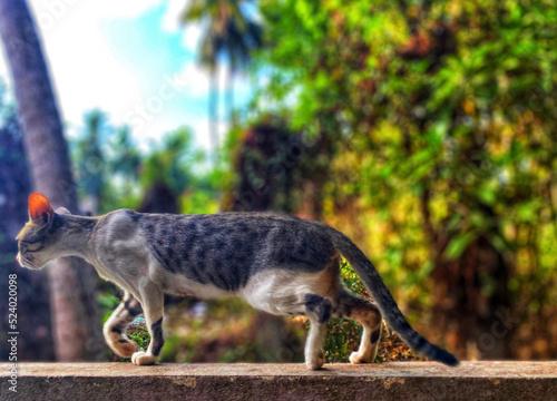 Canvas Print wild cat