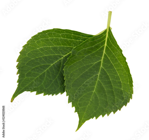 isolated from white background green hydrangea leaves