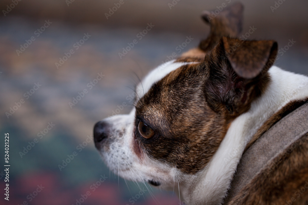 A small white and brown dog. Close-up of the muzzle.