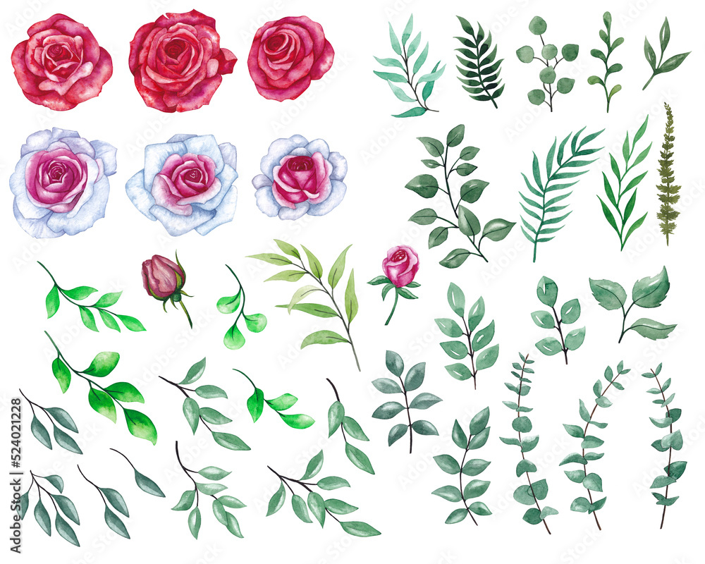 Big set of bright roses and leaves. Watercolor illustration, many elements for design.