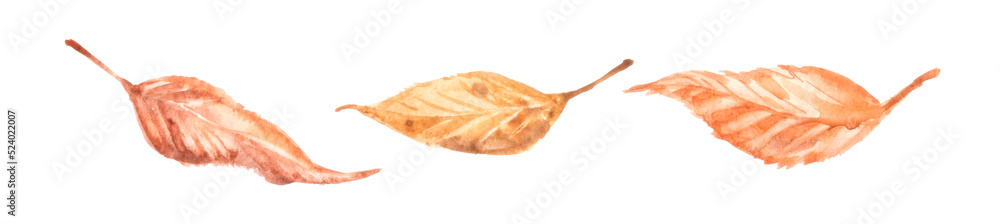 Isolated leaves. Collection of multicolored fallen autumn leaves isolated on white background Isolated leaves. Collection of multicolored fallen autumn leaves isolated on white background