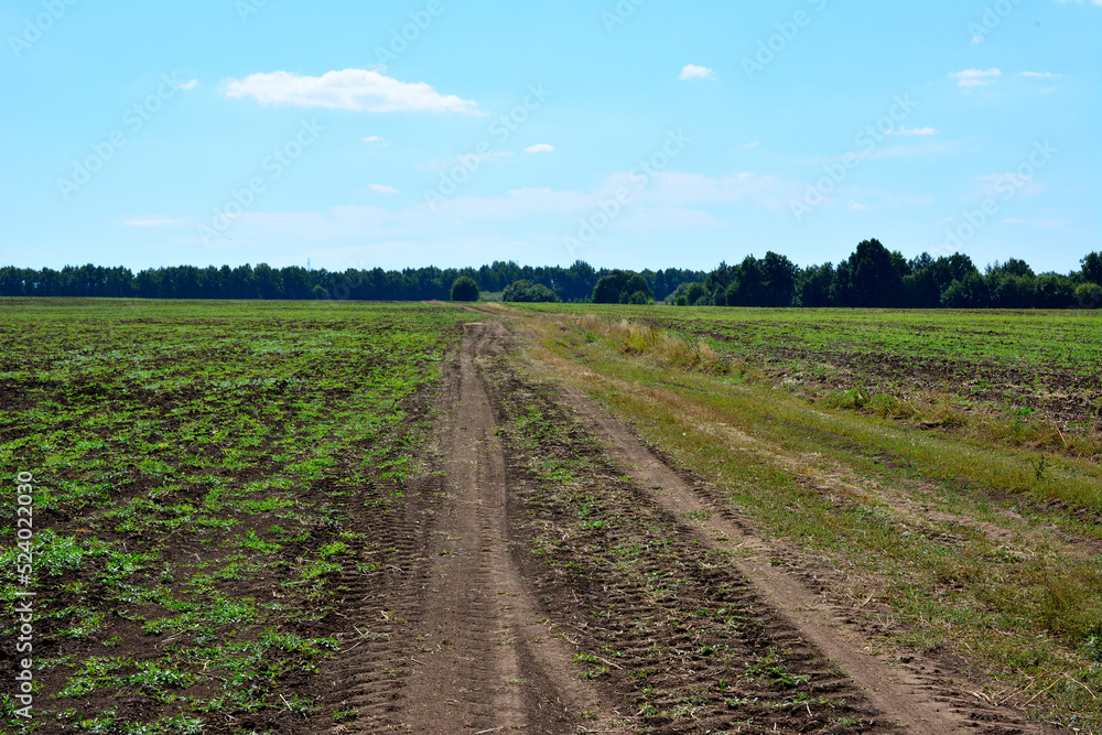 cultivated field with tire track crossing the field and blue sky on background
