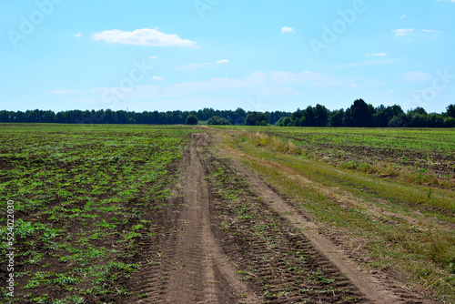 cultivated field with tire track crossing the field and blue sky on background