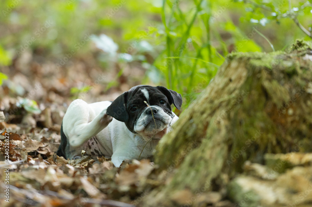 Shorty Bull Welpe liegt im Laub im Wald