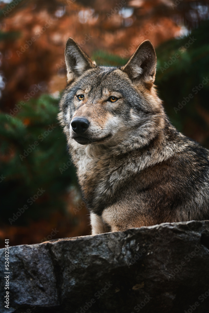 Eurasian Wolf (Canis lupus lupus) beautiful animal in the forest