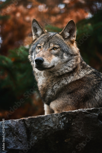 Eurasian Wolf  Canis lupus lupus  beautiful animal in the forest