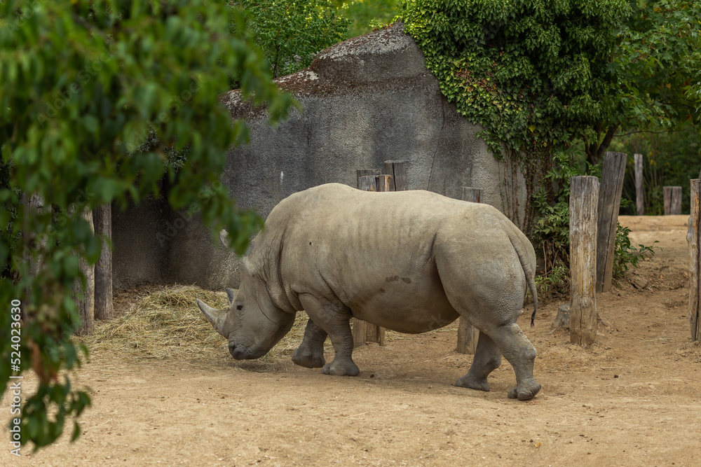 Obraz premium rhino in the wild