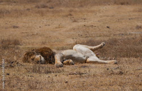 Lion male in the savannah with a beautiful mane