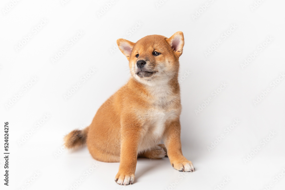Cute portrait of Red-haired Japanese smiling cute puppy Shiba Inu Dog sitting on isolated white background, front view. Happy pet.