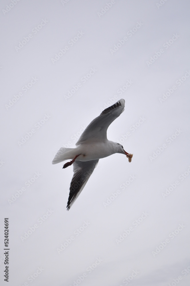 seagull in the sky