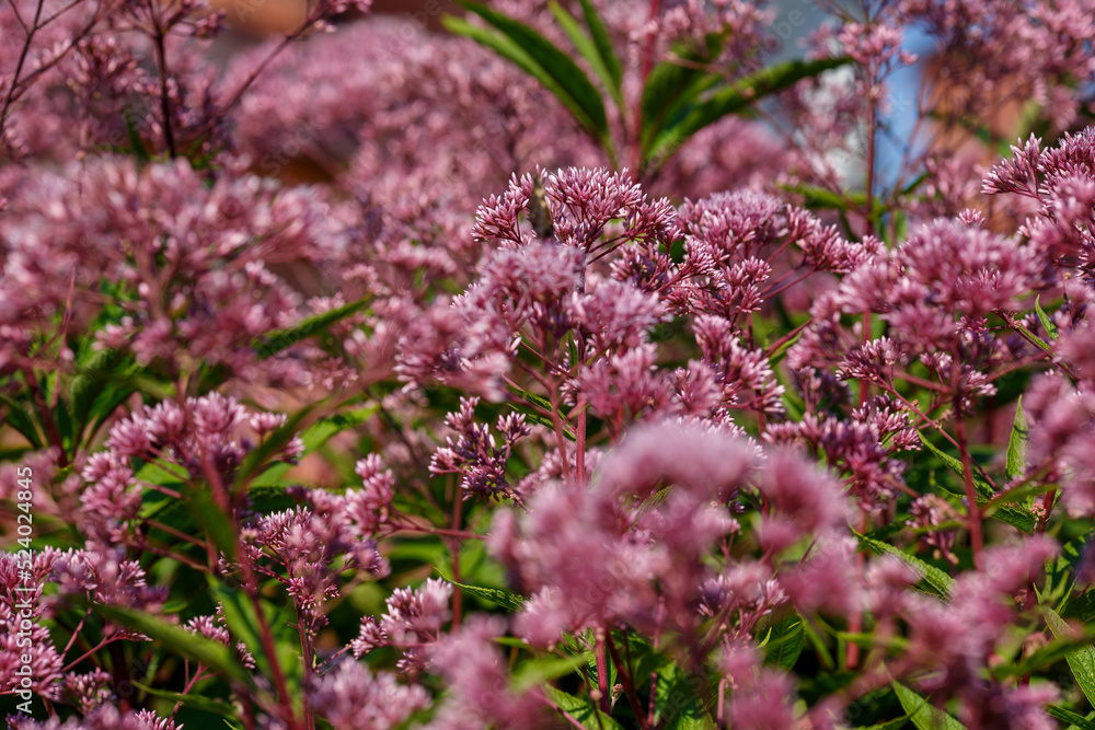 Eupatorium cannabinum, Commonly known as hemp-agrimony, or holy rope in bloom