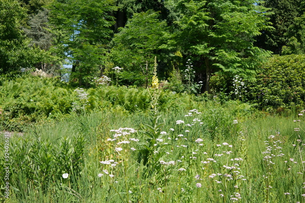 Obraz premium Blühende Wiese im Grugapark in Essen
