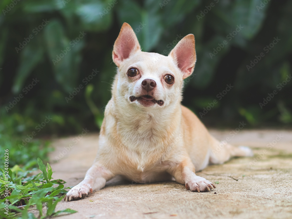 cute brown short hair chihuahua dog lying down on cement floor in the garden, looking at camera.
