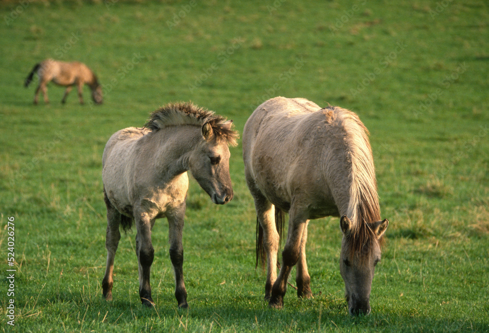Fototapeta premium Cheval sauvage, race Tarpan