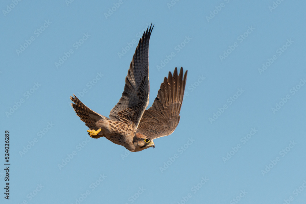 Fototapeta premium Faucon lanier,.Falco biarmicus, Lanner Falcon