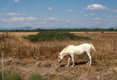 Cheval, race Camarguaise, Camargue, 34