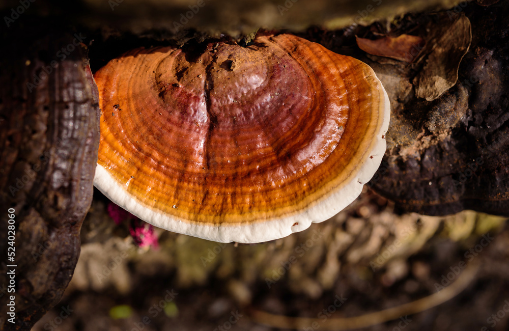 Ganoderma lucidum - Ling Zhi Mushroom Ganoderma lucidum - Ling Zhi Mushroom