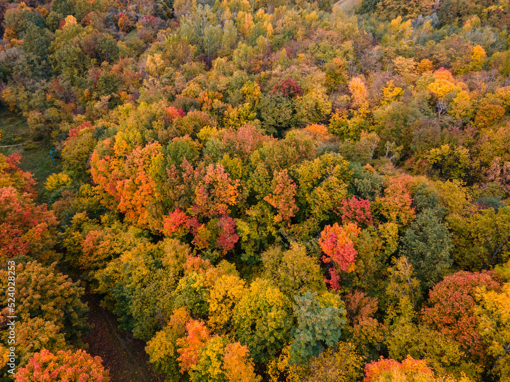 overhead view autumn forest texture overhead view autumn forest texture