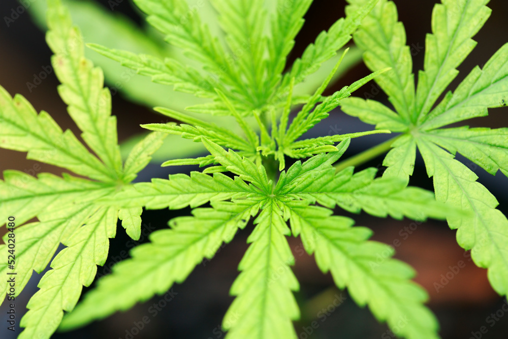 cannabis leaf cannabis leaf