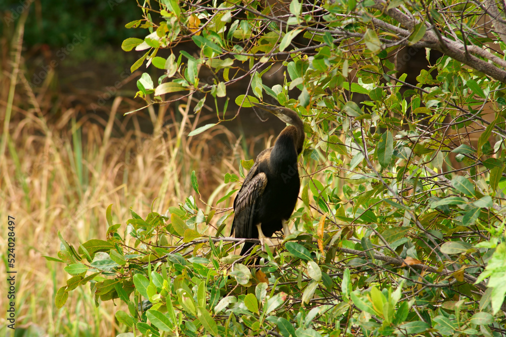 cormorant is perched on a branch