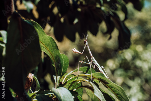 Empusa or stick mantis (Empusa pennata) Mantodean insect of the Empusidae family characterized by its stick-like appearance and its crest on the head. Bug in nature on green plant leaves outdoors. photo