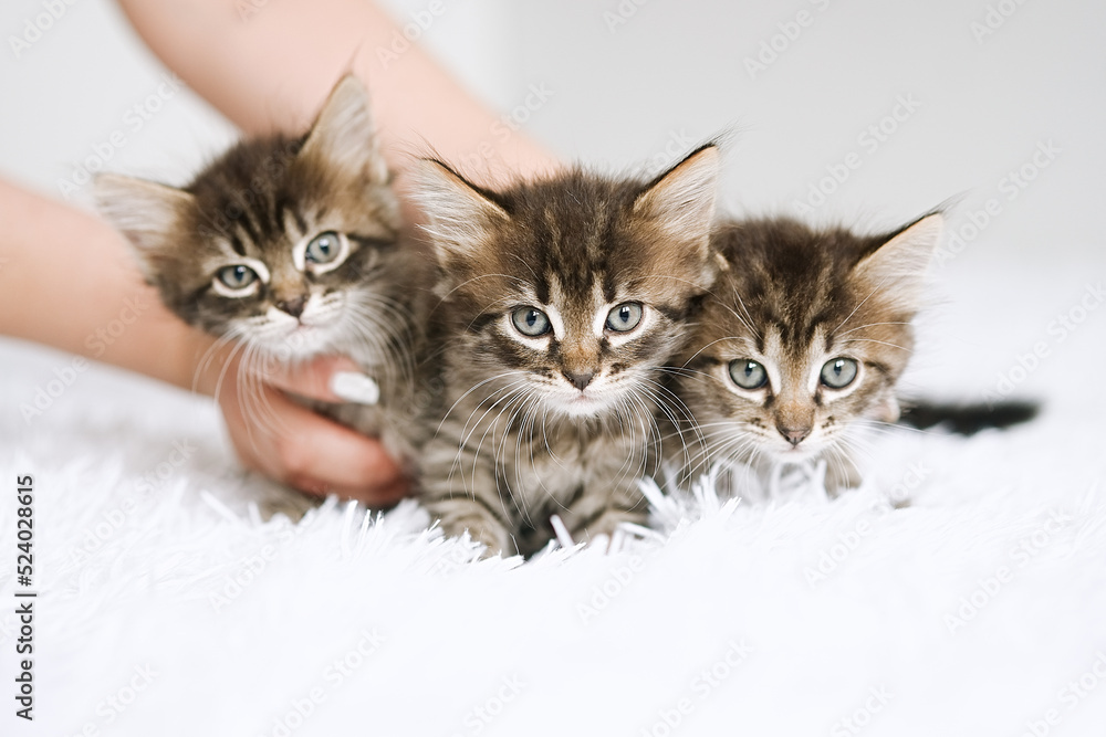 Fototapeta premium Happy fluffy three kittens love to be held