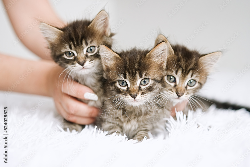 Happy fluffy three kittens love to be held	