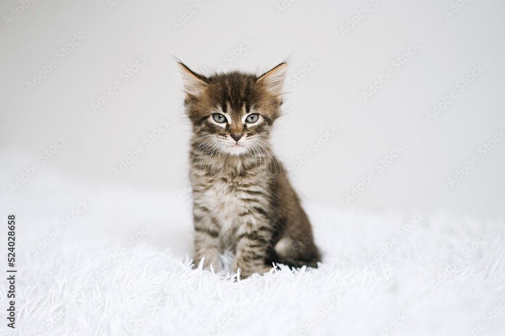 Fototapeta premium Little kitten on a white blanket. Kitty two months 