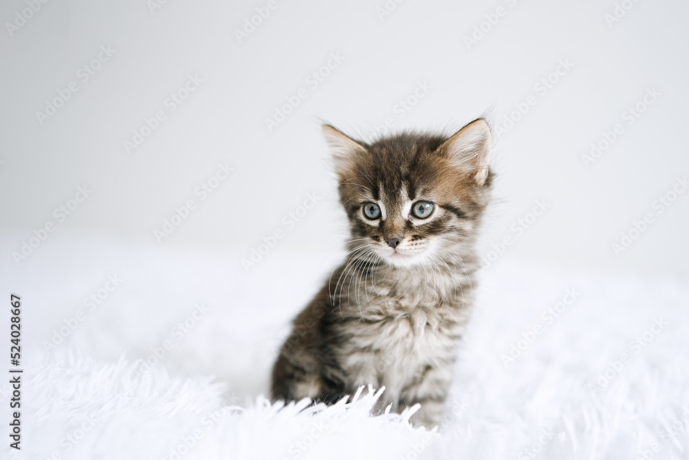 Fototapeta premium Little kitten on a white blanket. Kitty two months 