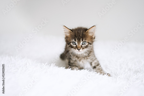 Little kitten on a white blanket. Kitty two months 