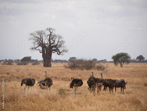 Ostrich in the savanna