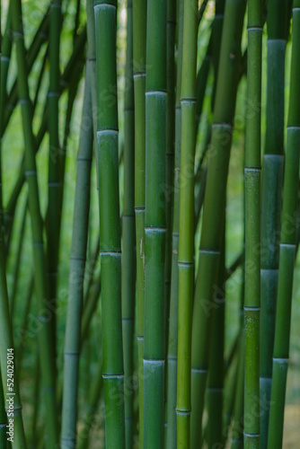 Fototapeta Naklejka Na Ścianę i Meble -  pattern of bamboo canes