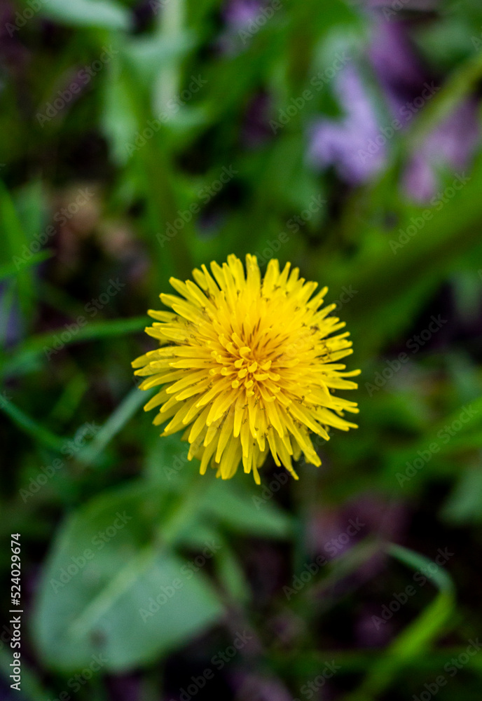 Closeup background of yellow dandelion Closeup background of yellow dandelion