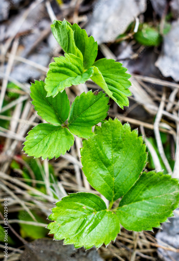 Beautifull young blooming plant by the spring Beautifull young blooming plant by the spring